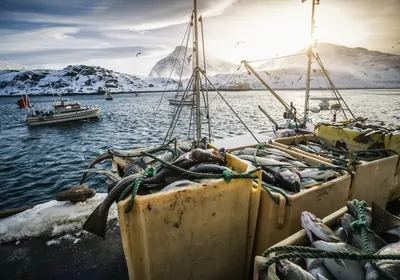 dead fish piled in boxes along a pier, with a boat and snowy mountains in the background